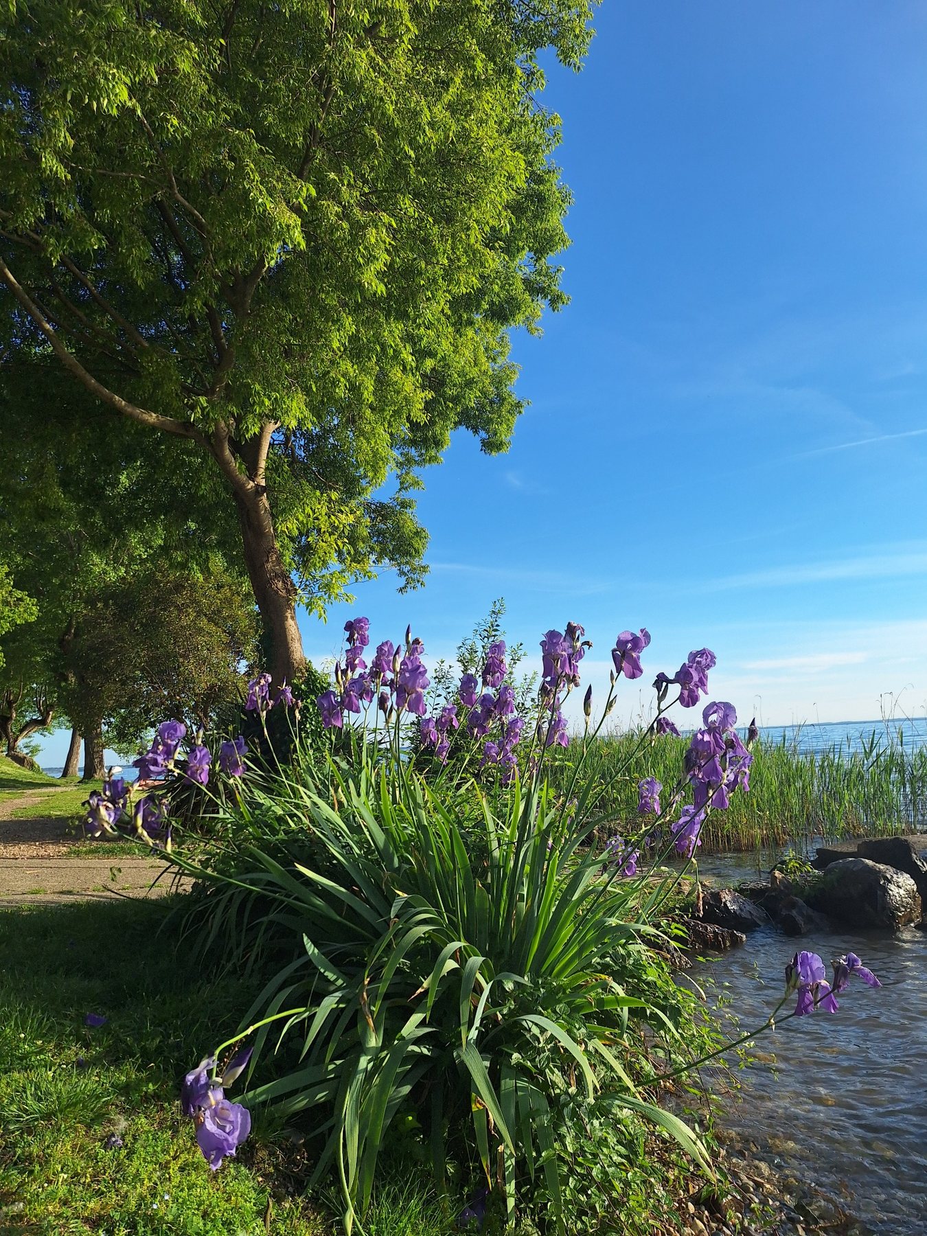 Fiori viola e alberi lungo il Lago di Garda
